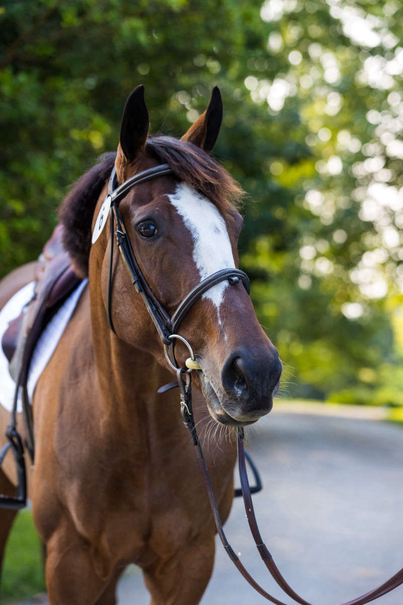 Horse and Rider dressage photograph