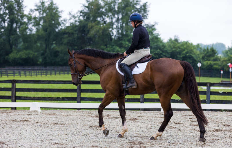 Horse and Rider dressage photograph
