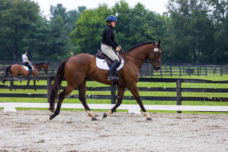 Horse and Rider dressage photograph