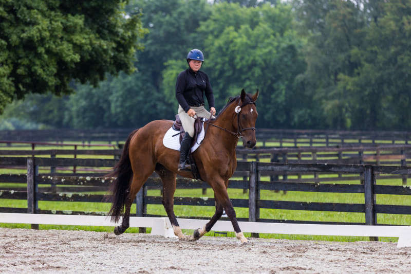 Horse and Rider dressage photograph