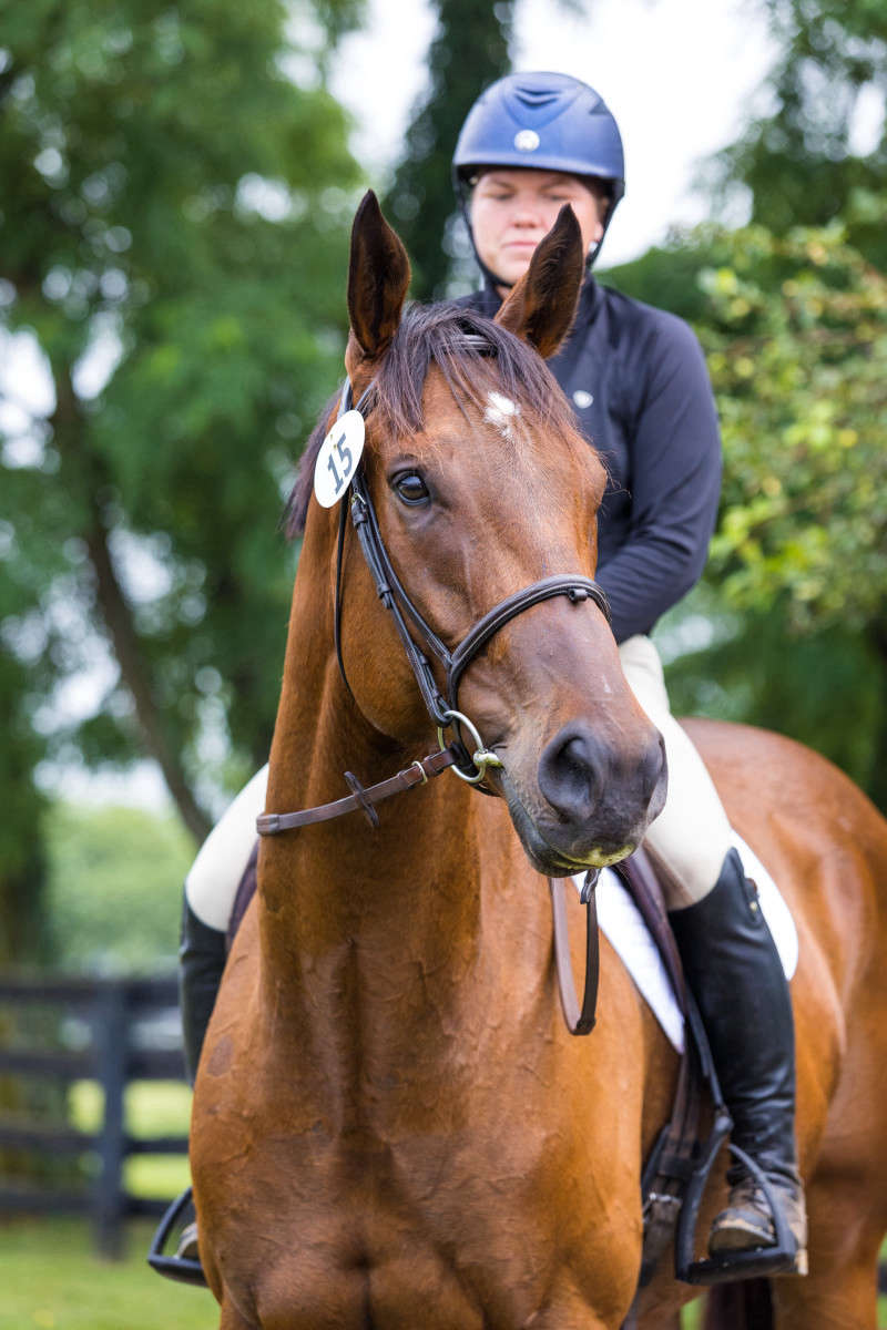 Horse and Rider photograph