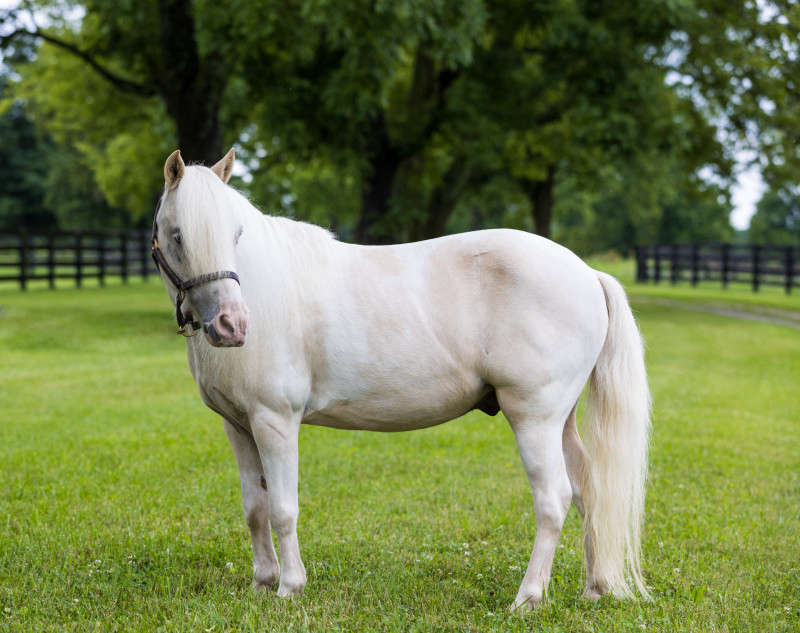 Pony conformation side photograph