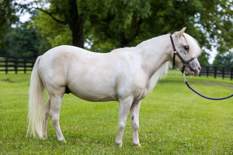 Pony conformation side photograph