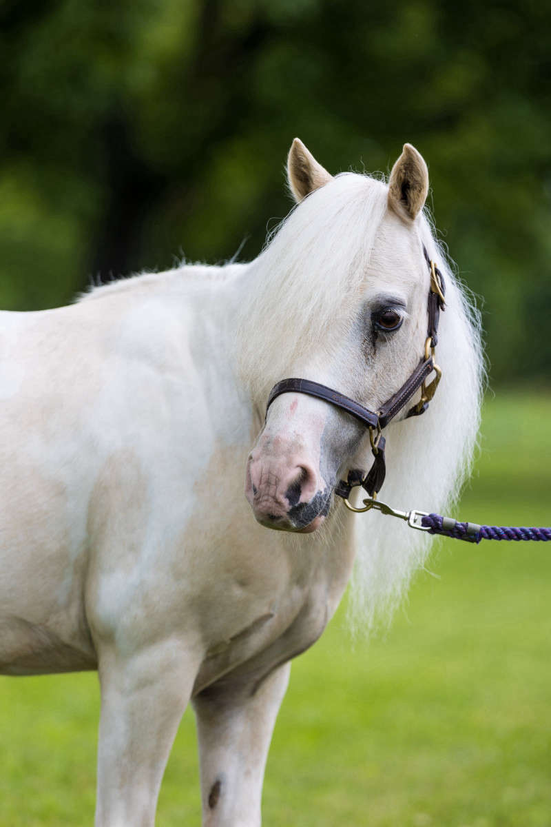 Pony portrait photograph