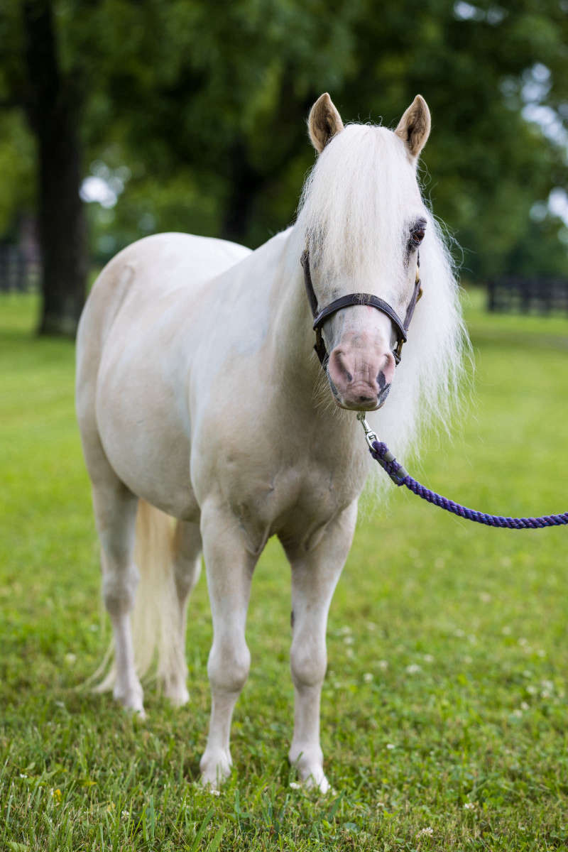 Pony conformation front photograph