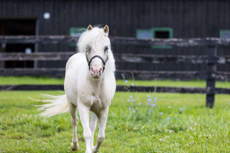 Pony running photograph