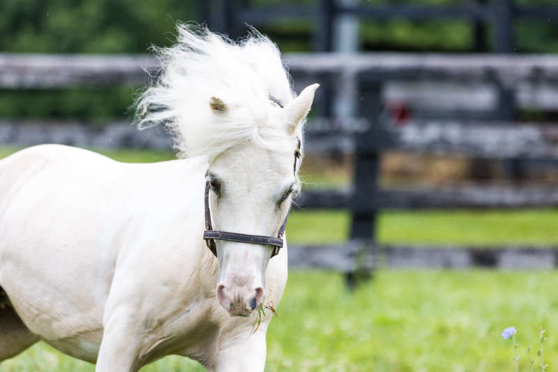 Pony running photograph