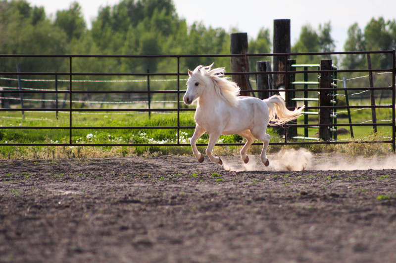 Pony running photograph