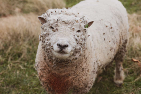 Fluffy Sheep looking at camera